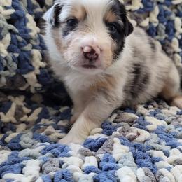 Australian Shepherd Puppies from Slemmer Aussies