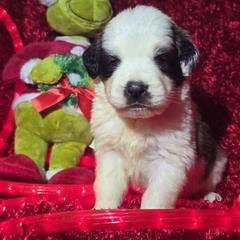 Saint Berdoodle and Saint Bernard Puppies from PNW Saint Berdoodles