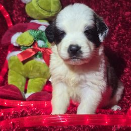 Saint Berdoodle and Saint Bernard Puppies from PNW Saint Berdoodles