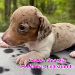 Sweet Dappled Piebald Girl - Dapple female Dachshund puppy in Brunswick, Georgia from Coastal Georgia Miniature Dachshunds