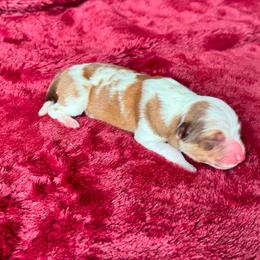 Ginger - Red merle female Border Collie puppy in Hartsville, South Carolina from Wiggles 4 Life