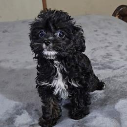Tiny pumpkin - Black female Cavapoo puppy in Copan, Oklahoma from Tatums cavapoos