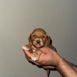 Purple, Mini - Red  female Goldendoodle puppy in Winston Salem, North Carolina from Shihtzuandoodlenc.LLC