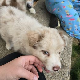 Australian Shepherd Puppies from Starlit Grove Australian Shepherds