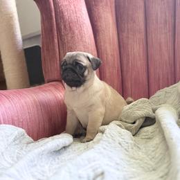 Charles - Fawn male Pug puppy in Randleman, North Carolina from Peachy Pugs