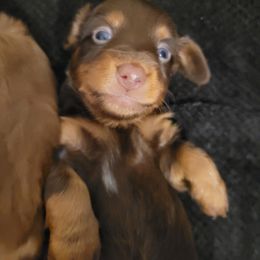 Dachshund Puppies from Ballad of Dachshunds