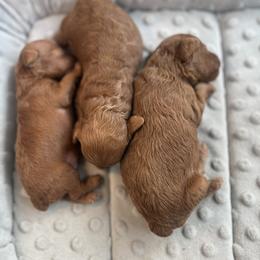 Female - Red  female Goldendoodle puppy in Jurupa Valley, California from gucci_bentleys_goldendoodles