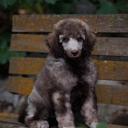 Poodle Puppies from Mystic Moon Poodles