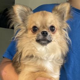 Hedgehog - Chihuahua