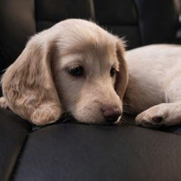 Cream Male - Limited AKC - Cream male Dachshund puppy in Nashville, Tennessee from Farmhouse Sausages - Located in TN delivers all over US