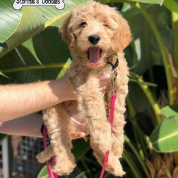 Goldendoodle Puppies from Stormie's Doodles