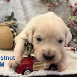 Chestnut - Light golden male Golden Retriever puppy in Salt Lake City, Utah from Soaring golden retrievers