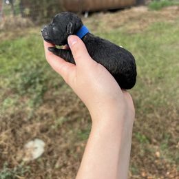 Buster - Black male Poodle puppy in Nashville, Arkansas from Cuddles n Curls
