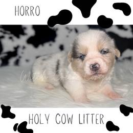 Horro - Blue merle and white male American Corgi puppy in Greenwood, Indiana from Witch Creek Corgis