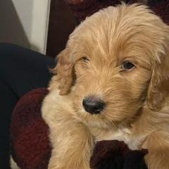 Goldendoodles from Farmhouse Goldendoodles
