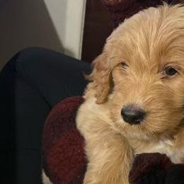 Goldendoodles from Farmhouse Goldendoodles