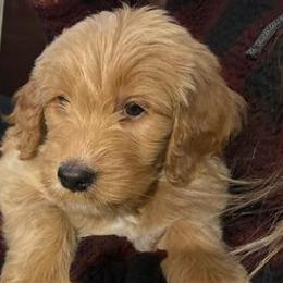Goldendoodles from Farmhouse Goldendoodles