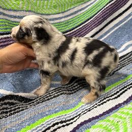 Socks - Blue merle male Miniature Australian Shepherd puppy in Mount Airy, Georgia from North Georgia Gems