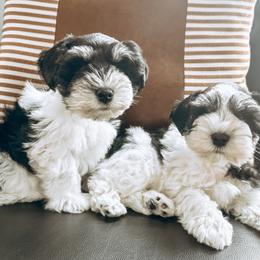 Miniature Schnauzer puppies from Rolling Hills Schnauzers