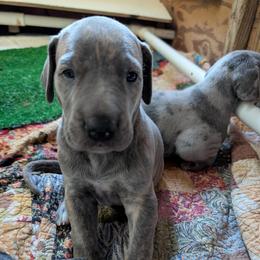 Sweet Baby - Blue brindle female Great Dane puppy in Turon, Kansas from RCM Great Danes