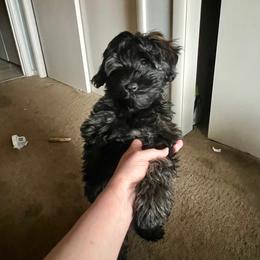 Schnoodle Puppies from Roux's Munchkins