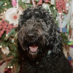 Moose - Goldendoodle