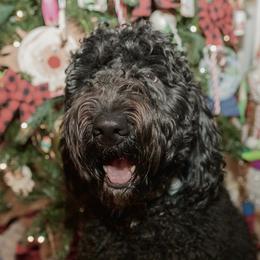 Moose - Goldendoodle