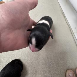 Fern x Omaha litter - Black tri-color female Australian Shepherd puppy in Wrightstown, New Jersey from Hartzland Farm Australian Shepherds