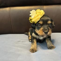 White - Tri-color female Bernedoodle puppy in Casper, Wyoming from 307 Doodles