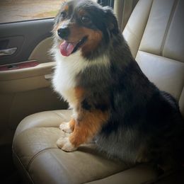 Dizzy - Miniature Australian Shepherd