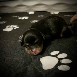 Sold - Black and tan Cavalier King Charles Spaniel puppy in Spokane, Washington from Treasured Cavaliers of the Pacific Northwest