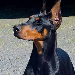 Doberman Pinscher All Grown Up from Hierarch Dobermans