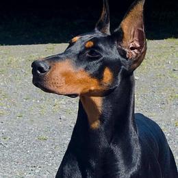 Doberman Pinscher All Grown Up from Hierarch Dobermans