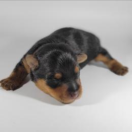 Red collar boy - Black and tan male Yorkshire Terrier puppy in Jacksonville, Florida from Yorkieology