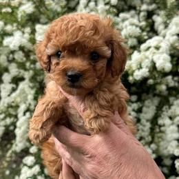 Kanga - Red female Yorkipoo puppy in South Jordan, Utah from Wasatch Pup