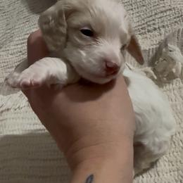 Little man - Cream male Dachshund puppy in Mt. Vernon, Texas from The Spotted Doxie