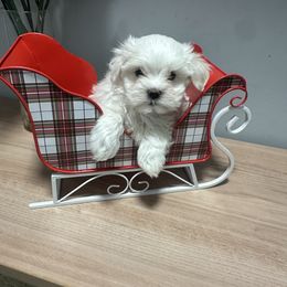 Boy - White male Maltese puppy in Charlotte, North Carolina from Toy Poodle and Maltese Perfection
