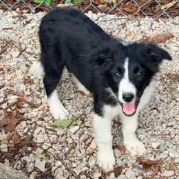 Bessie - Black and white female Border Collie puppy in Shell Knob, Missouri from Stoneridge Kennel