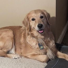 Lilah - Golden Retriever