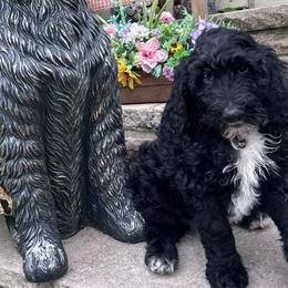 Stelline - Black female Sheepadoodle puppy in Berwick, Pennsylvania from Wright’s Wiggle Butts