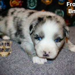 Frosty - Blue merle male Miniature Australian Shepherd puppy in El Dorado Springs, Missouri from HP Aussie Kennels