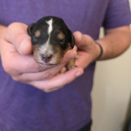 Cindy Lou - Tri-color female Bernedoodle puppy in Blackfoot, Idaho from Draper Mountain Doodles