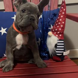 Girl 2 - Blue French Bulldog puppy in Tennessee from West Tennesse Frenchies