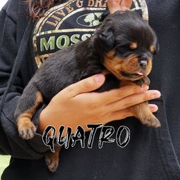 Pomsky, Rottweiler, Shetland Sheepdog, and Toy Shetland Sheepdog Puppies from Mountain High Kennels