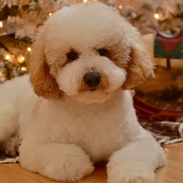 Bernedoodles, Goldendoodles, Poodles, and Sheepadoodles from Dapper Doodle Pups