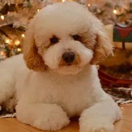 Bernedoodles, Goldendoodles, Poodles, and Sheepadoodles from Dapper Doodle Pups