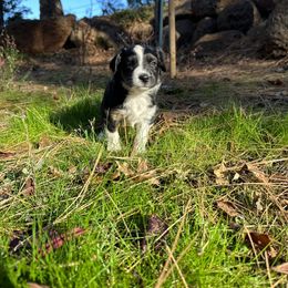 Girl 4 - Black tri Miniature Australian Shepherd puppy in Shingletown, California from Whiskeytown Aussies