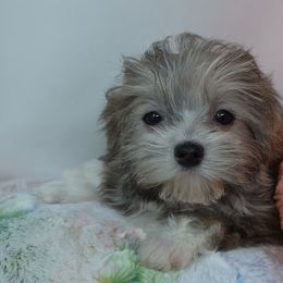 Midwest Mini Brandy - Beige female Mi-Ki puppy in Clearwater, Kansas from Midwest Mini Mi-kis