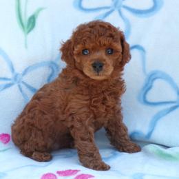 Mindy - Red  female Poodle puppy in Hurricane Mills, Tennessee from Scenic Hills Kennels