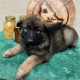 Black Collar Male - Sable male German Shepherd puppy in Columbus, Mississippi from Olde Wolfe German Shepherds